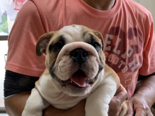 優良血統の可愛い健康な子 犬の販売 3597