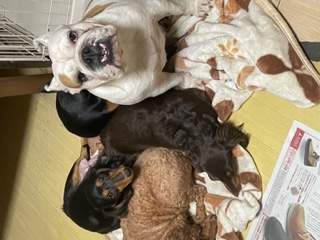 ブルドッグ 犬の販売・譲渡 3608 2歳・女の子