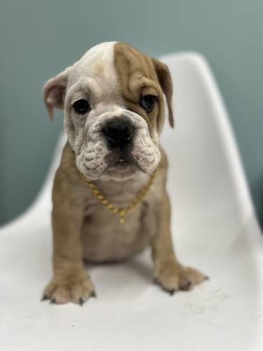 ブルドッグ 犬の販売・譲渡 3610 即決ありがとうございました
