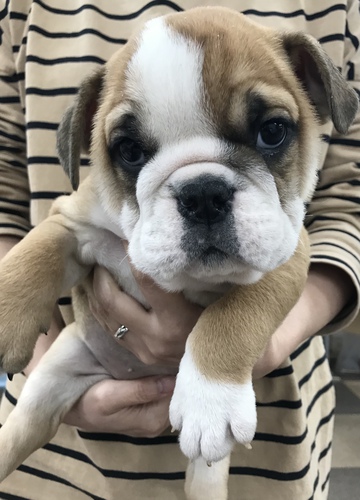 ありがとうございました! 犬の販売 3619