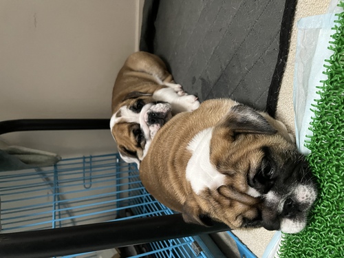 ブルドッグ 犬の販売・譲渡 3621 最高の両親から産まれた兄妹