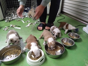 ブルドッグ 犬の販売・譲渡 3623 待望の赤ちゃん産まれています。