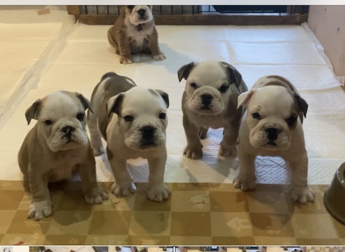 ブルドッグ 犬の販売・譲渡 3625 募集!元気なブルドック兄妹♪