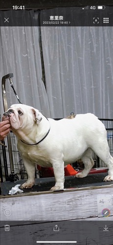 ブルドッグ 犬の販売・譲渡 3631 若犬ブル