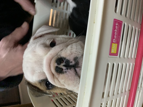 ブルドッグ 犬の販売・譲渡 3637 垂れ目の可愛い女の子