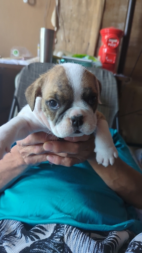ブルドッグ 犬の販売・譲渡 3638 訳あり 格安