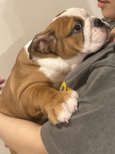 ブルドッグ 犬の販売・譲渡 3640 merriveenの血統を受け継ぐ男の子兄弟