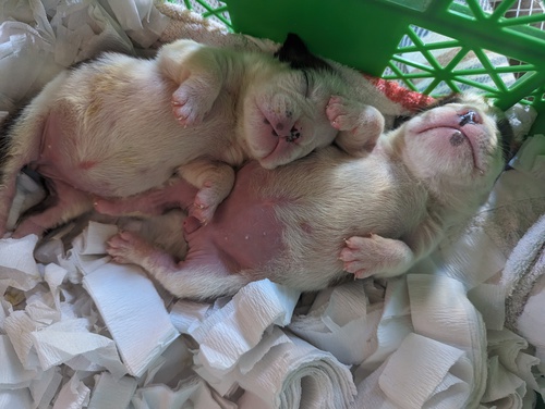 ブルドッグ 犬の販売・譲渡 3644 可愛い娘です