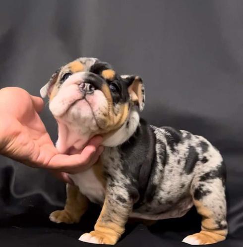 ブルドッグ 犬の販売・譲渡 3646 ご家族決まりました!