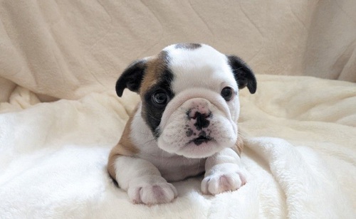 ブルドッグ 犬の販売・譲渡 3651 とってもむちむち可愛い子達です