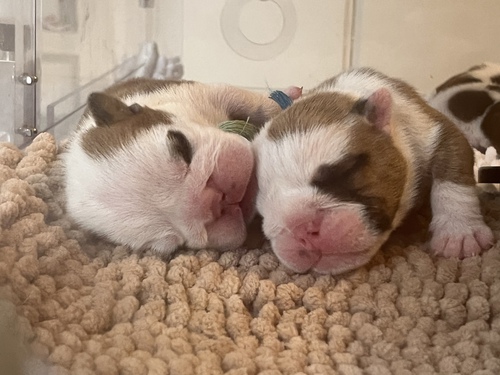 ブルドッグ 犬の販売・譲渡 3657 merriveenの血統を受け継ぐ兄妹