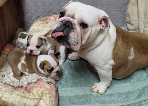 ブルドッグ 犬の販売・譲渡 3665 ブルドッグの子犬