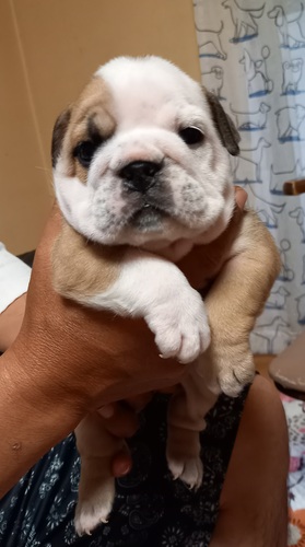 ブルドッグ 犬の販売・譲渡 3673 優良血統、家族の一員として