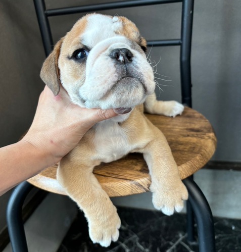 ブルドッグ 犬の販売・譲渡 3674 イケメンブルドッグくん