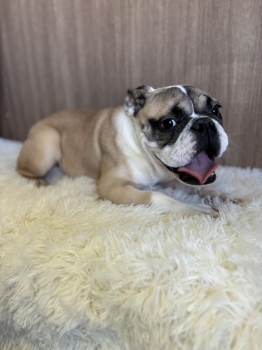 ブルドッグ 犬の販売・譲渡 3677 甘えん坊な女の子