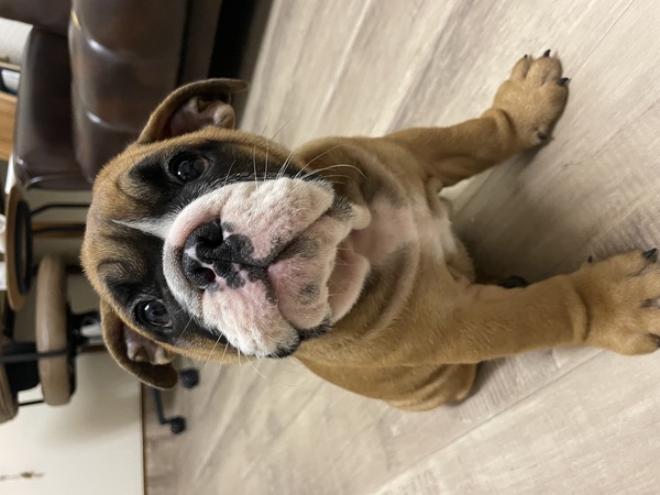 ブルドッグ 犬の販売・譲渡 3681 健康診断異常なしの健康優良児