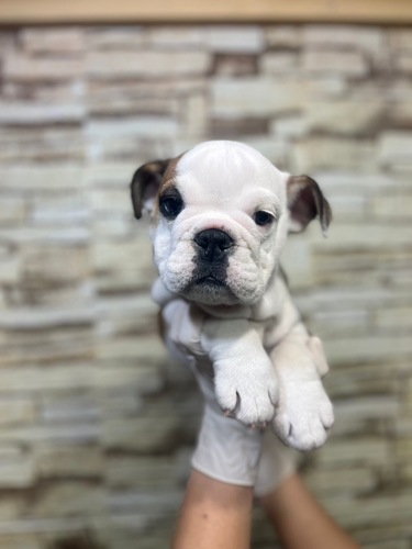 ブルドッグ 犬の販売・譲渡 3696 愛らしいお顔の男の子です!