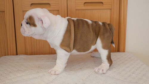 ブルドッグ 犬の販売・譲渡 3703 とってもむちむち可愛い子達です