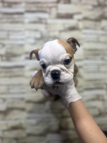 ブルドッグ 犬の販売・譲渡 3704 愛らしい男の子