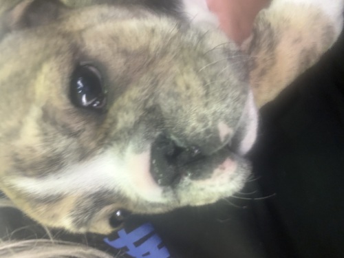 ブルドッグ 犬の販売・譲渡 3705 親JKCチャンピオン