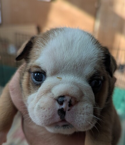 ブルドッグ 犬の販売・譲渡 3707 可愛い子犬達です