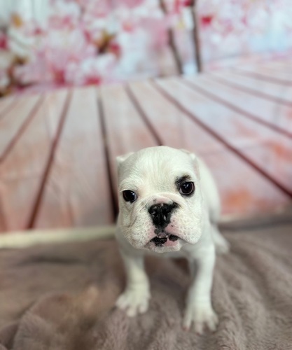 ブルドッグ 犬の販売・譲渡 3709 ホワイト&レッド 女の子