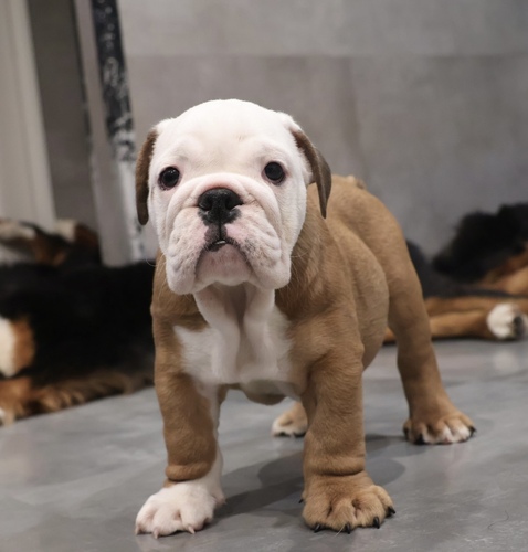 ブルドッグ 犬の販売・譲渡 3723 【訳あり】ブルドッグの男の子
