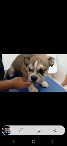 ブルドッグ 犬の販売・譲渡 3726 ブサカワ犬