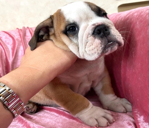 ブルドッグ 犬の販売・譲渡 3727 レッドアンドホワイトの男の子