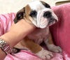ブルドッグ 子犬 探す レッドアンドホワイト... 3727