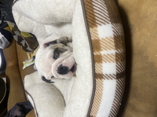 ブルドッグ 犬の販売・譲渡 3729 レッドホワイトの男の子