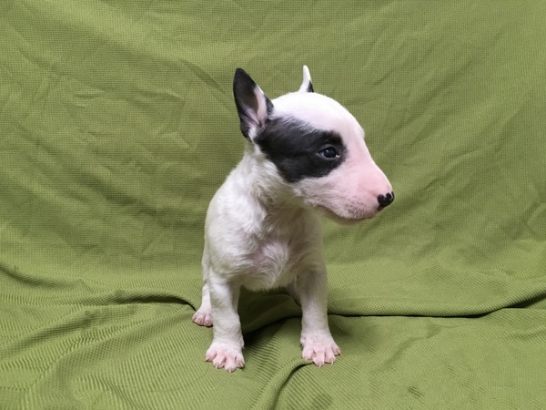 かわいい子達です。 犬の販売 1017