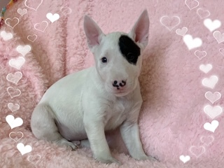 ミニチュアブルテリア かわいいアイパンチ No 1058 ブルテリア 犬の出産情報 子犬販売 Dogoo Com