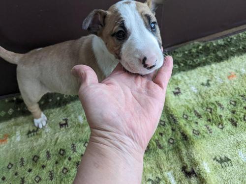 ブルテリア 犬の販売・譲渡 1126 ひょうきんで癒し系☆どっしりな赤ちゃんたち!