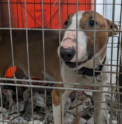 ブルテリア 犬の販売・譲渡 1134 とっても甘えん坊な男の子♪引退犬,です