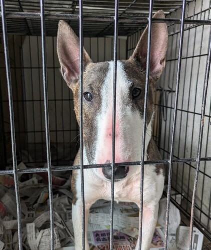 ブルテリア 犬の販売・譲渡 1135 明るくて甘えんぼさんな女の子♪里子です