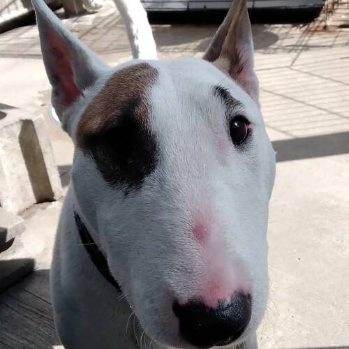 ブルテリア 犬の販売・譲渡 1137 里子情報。甘えんぼな男の子♪引退犬です