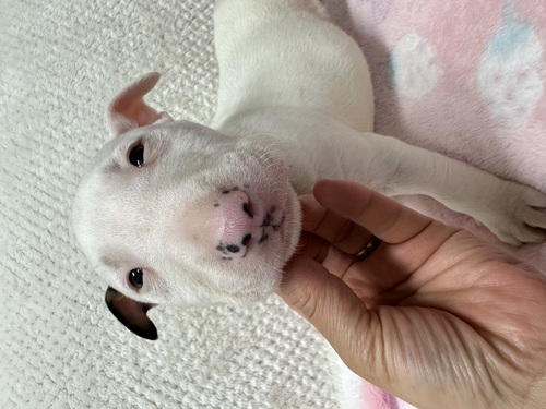 �u���e���A ���̔̔��E���n 1141 �z���C�g�̒j�̎q