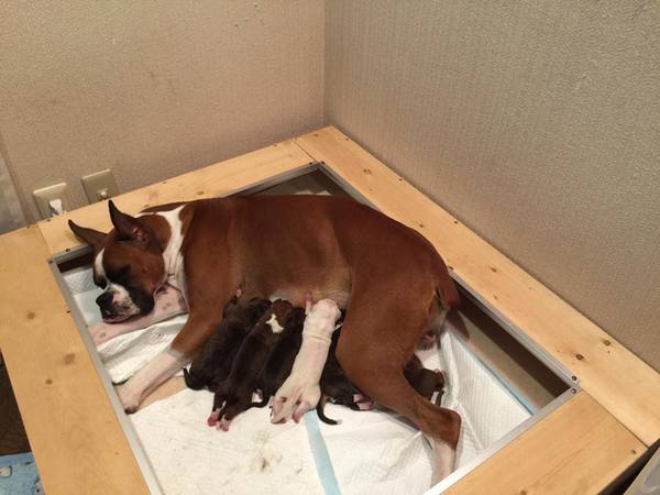 ボクサー販売日本一ブリダー全頭オーナー様決まりまし 犬の販売 287