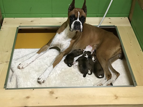 アメリカンタイプボクサー販売日本一(^.^)全頭完 犬の販売 291