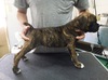 {NT[  q T boxer 305