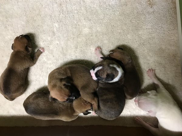 ボクサー販売日本1 犬の販売 316