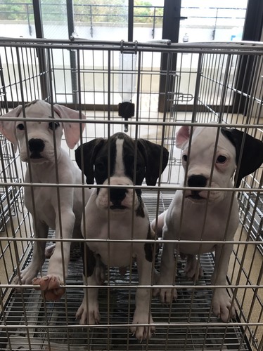ボクサー3頭 全て家族決まりました 犬の販売 329