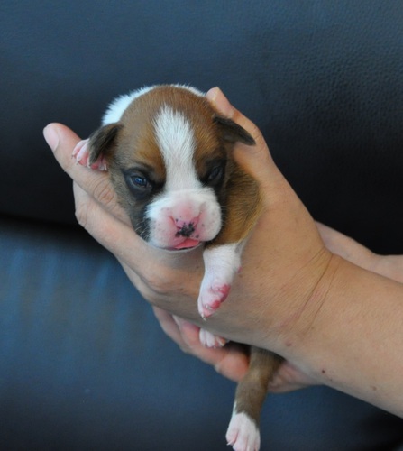 優良血統ボクサー9万 犬の販売 334