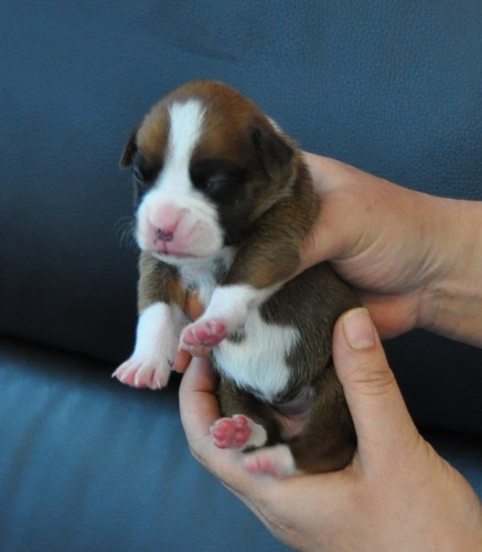 A優良血統ボクサー5万 犬の販売 335