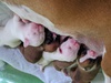 {NT[  q T bring-luck-boxer 359