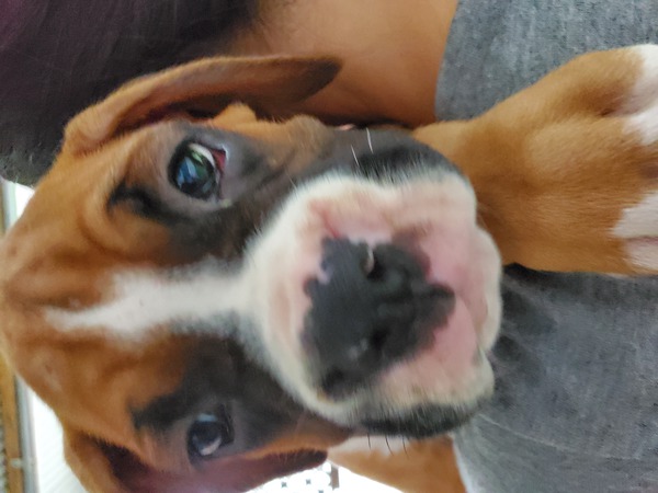 チャンピオン犬 子犬 犬の販売 388