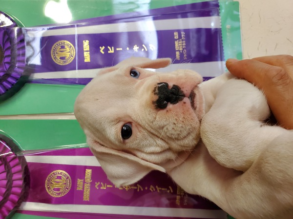 スーパーチャンピオン犬直子 犬の販売 389