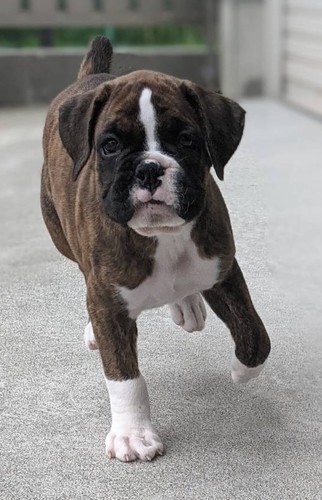 とっても可愛い綺麗な男の子! 犬の販売 391