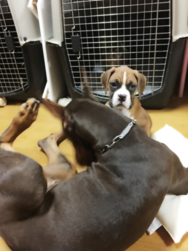JKCチャンピオン直子 犬の販売 395
